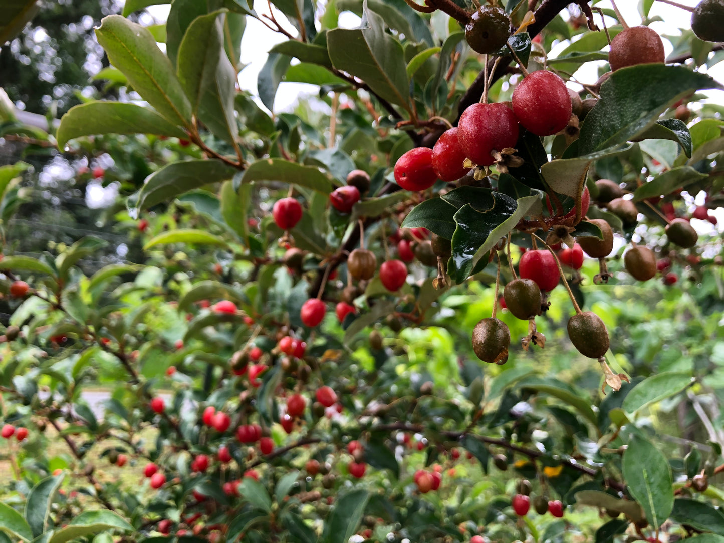 Goumi Berry