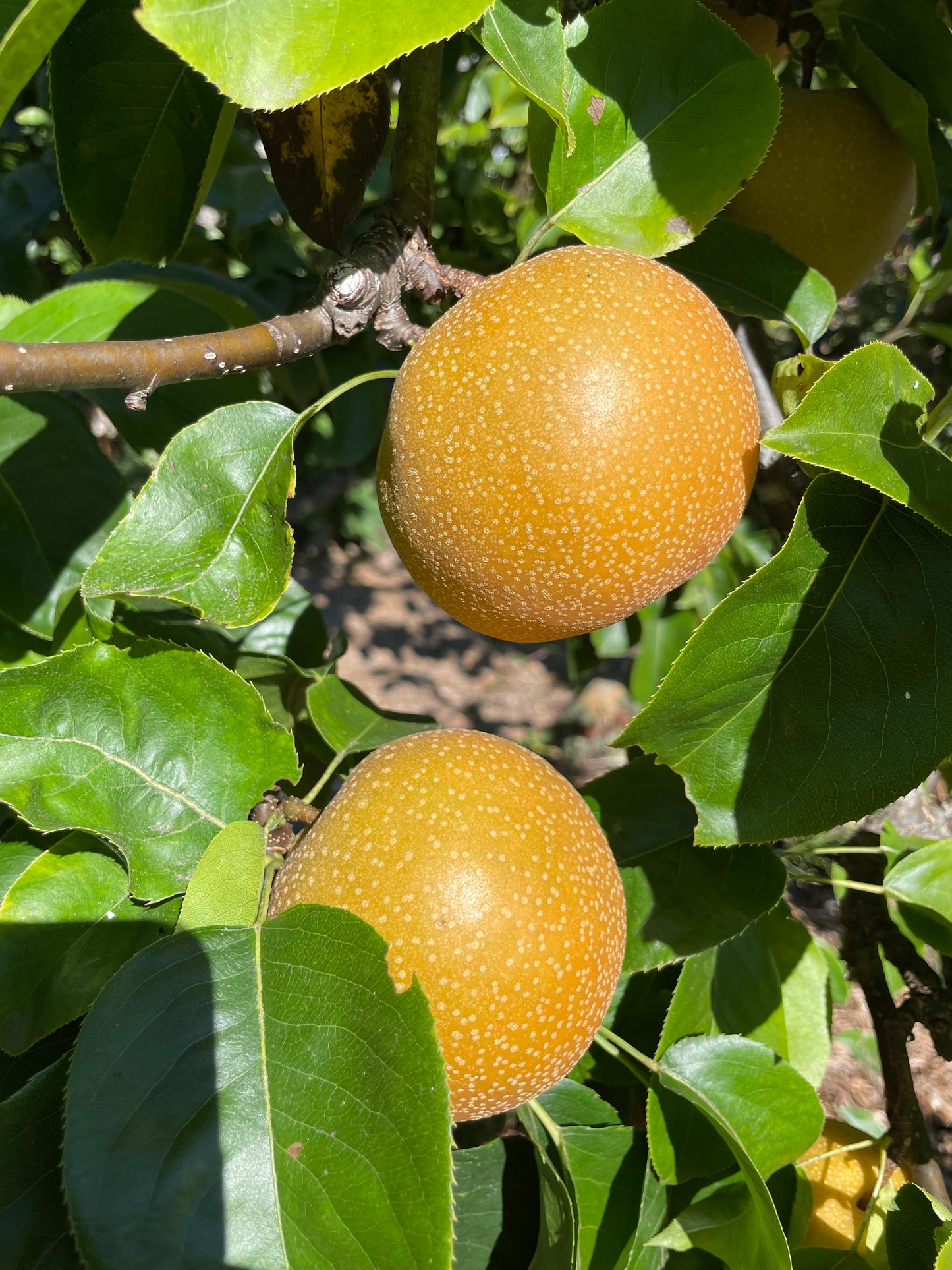 'Hosui' Asian Pear