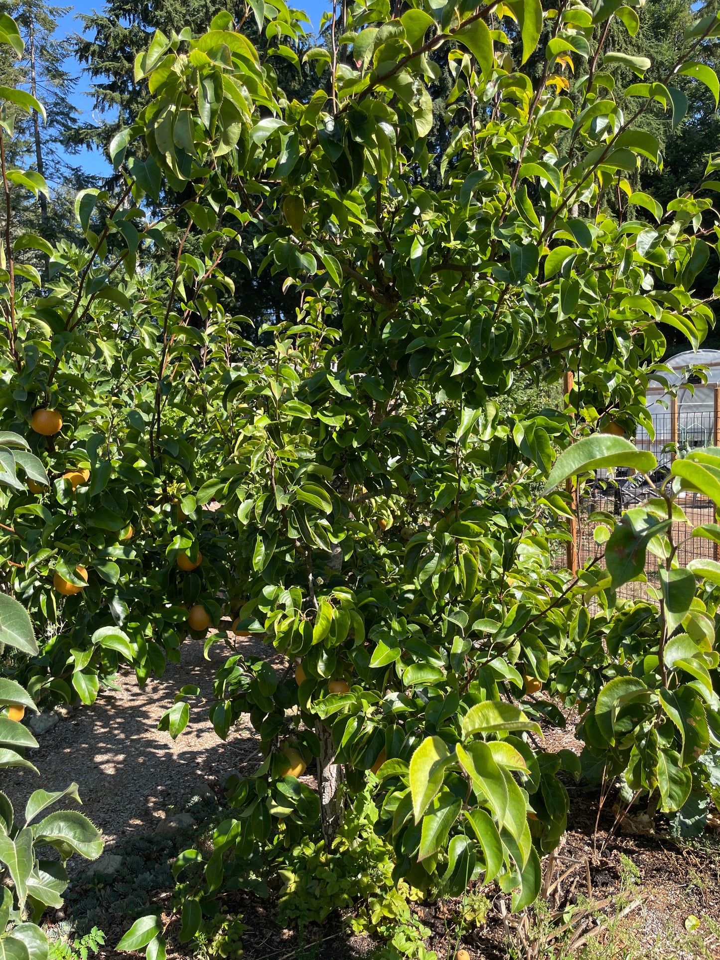'Hosui' Asian Pear