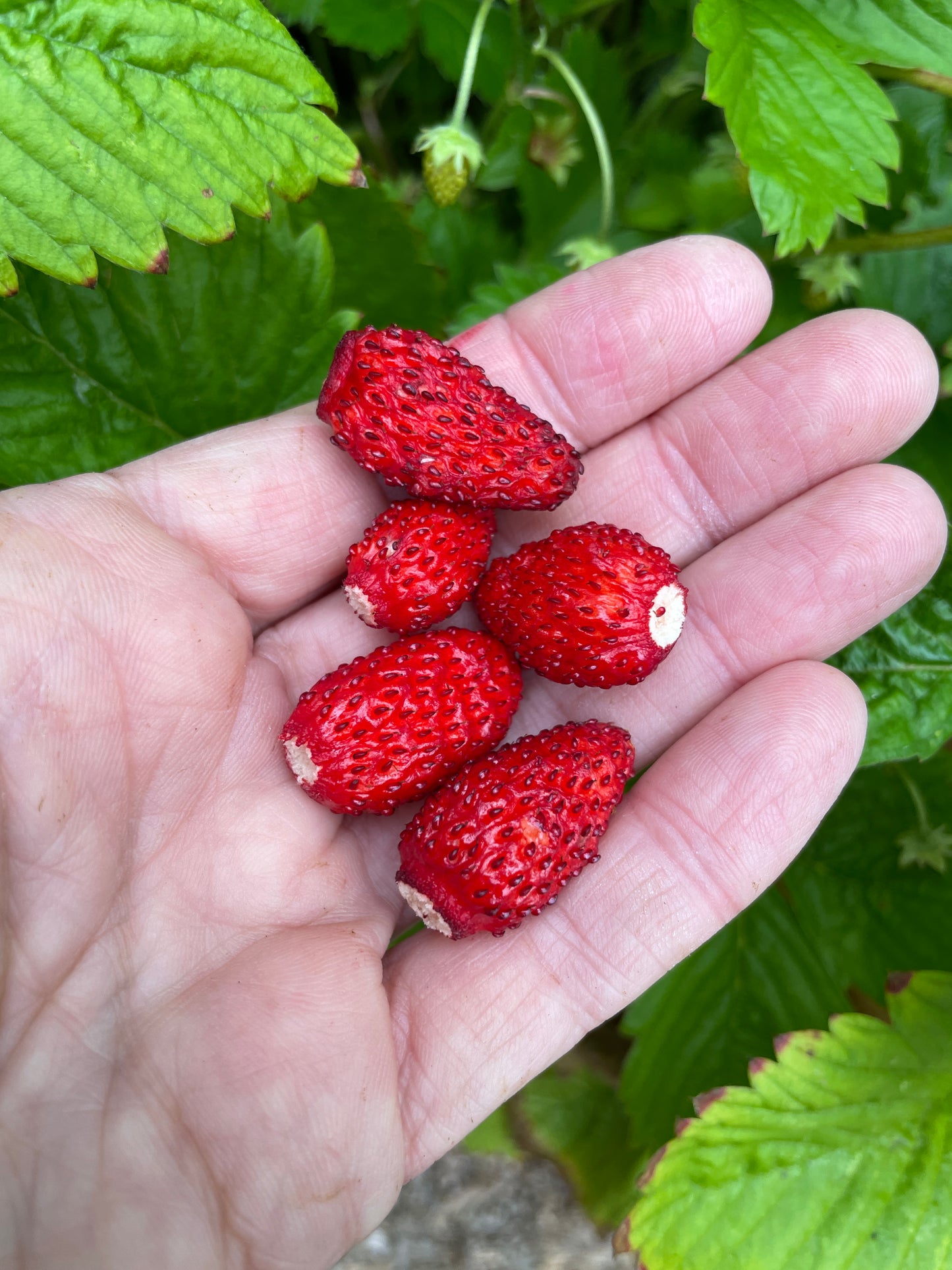 Wild Alpine Strawberry Plants