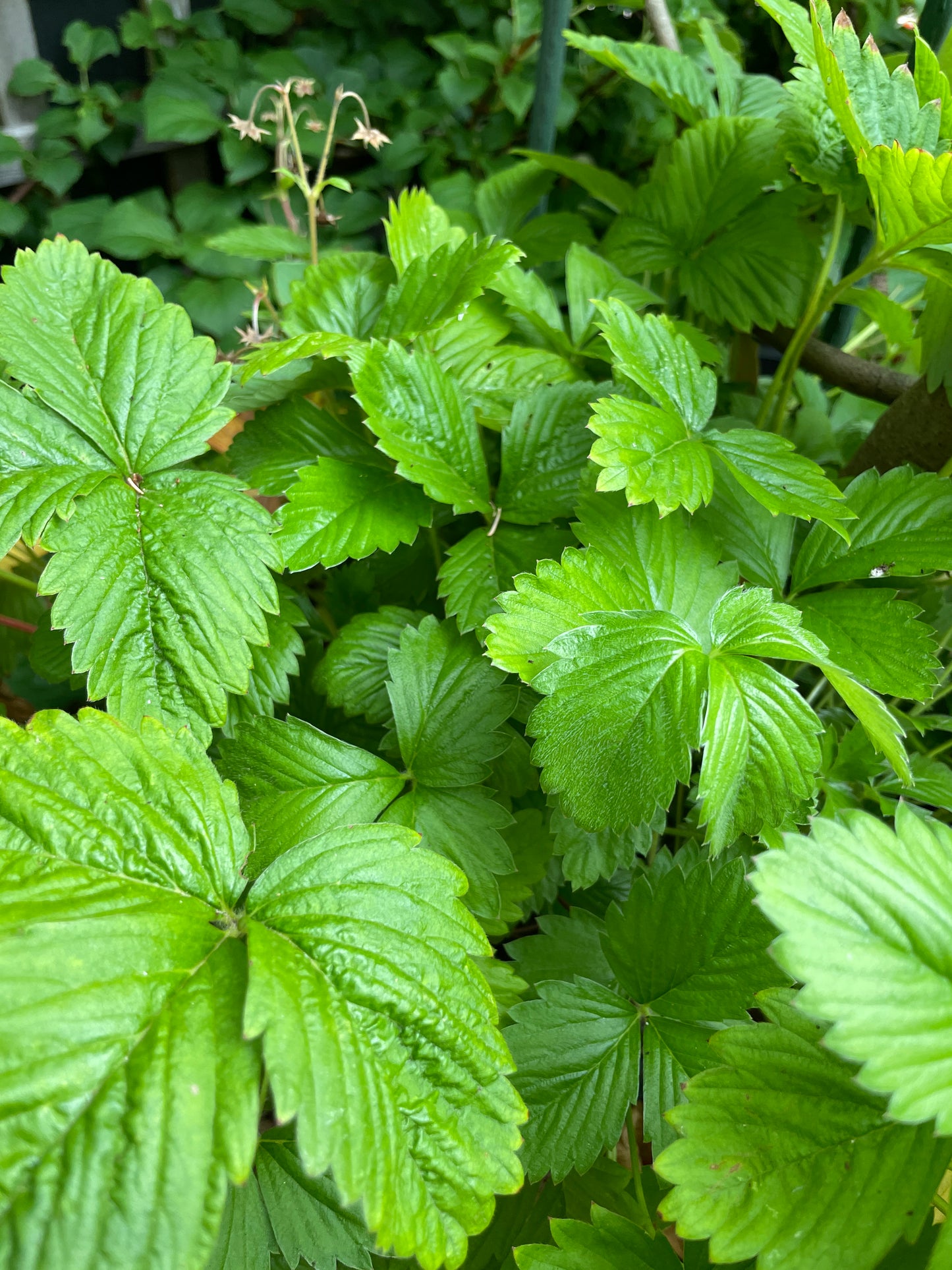 Wild Alpine Strawberry Plants