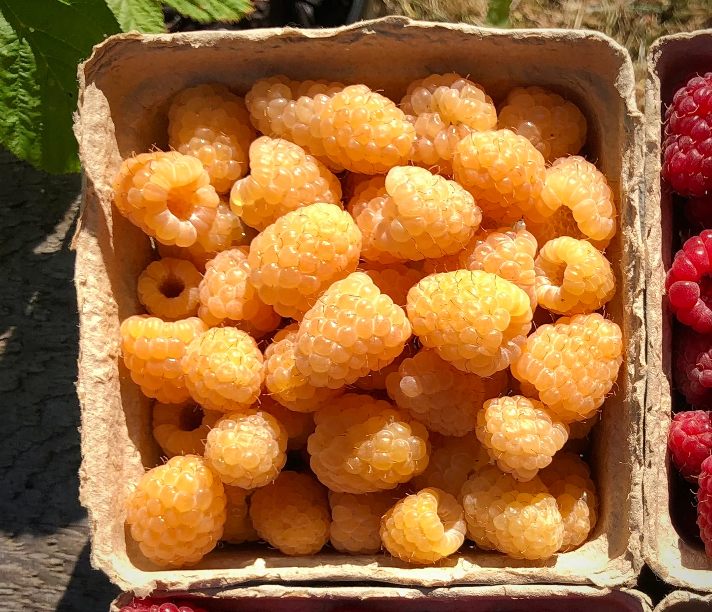 'Fall Gold' Everbearing Raspberry