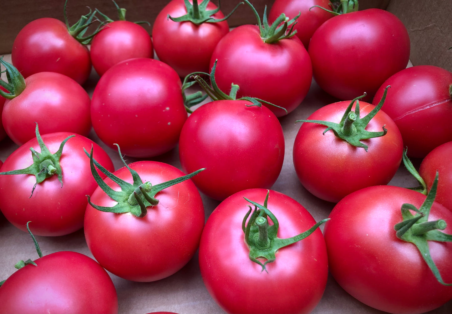 Seed Starting for the Home Flower and Vegetable Garden (February - March 2025)