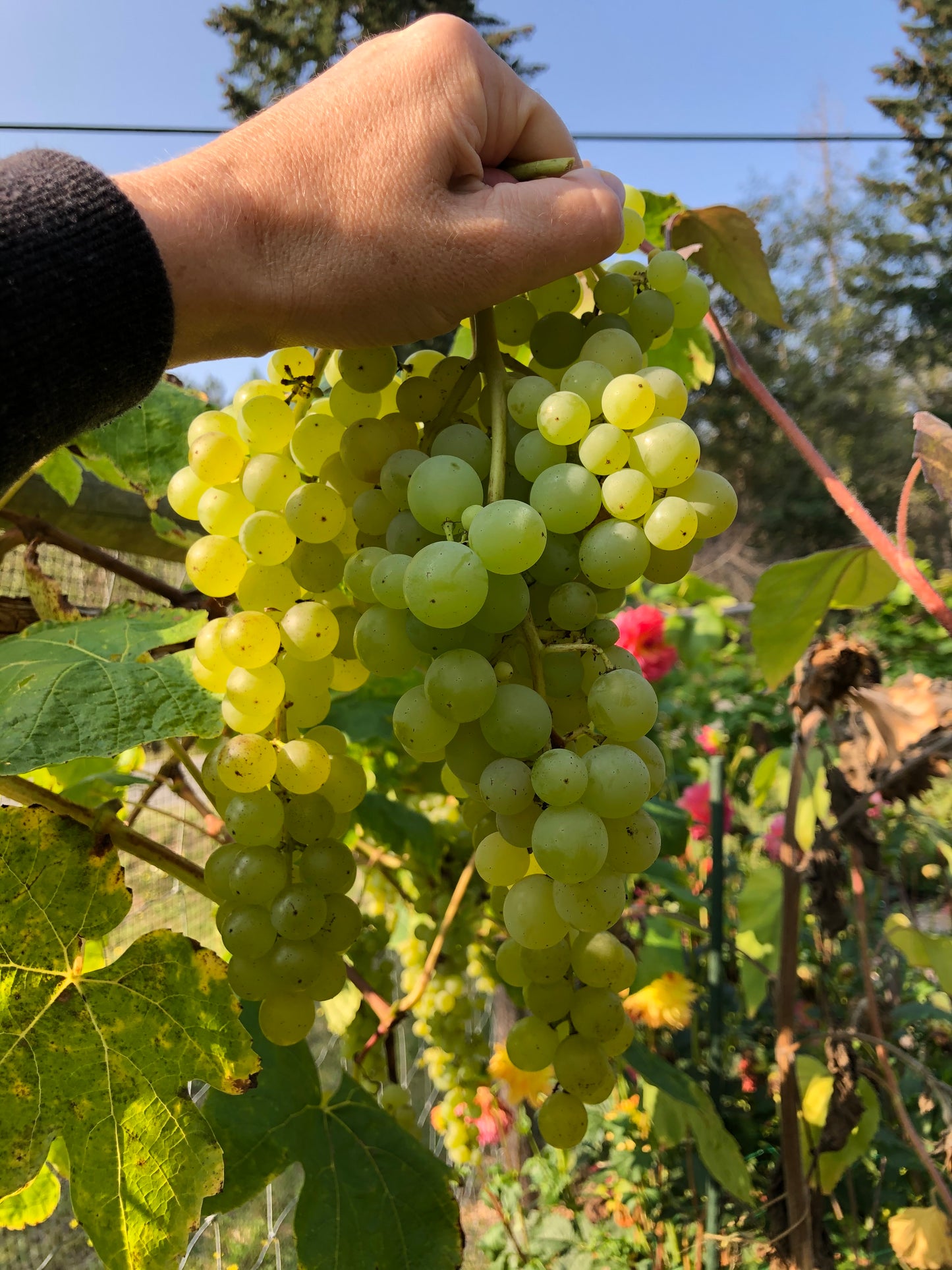 'Himrod' Seedless Table Grape