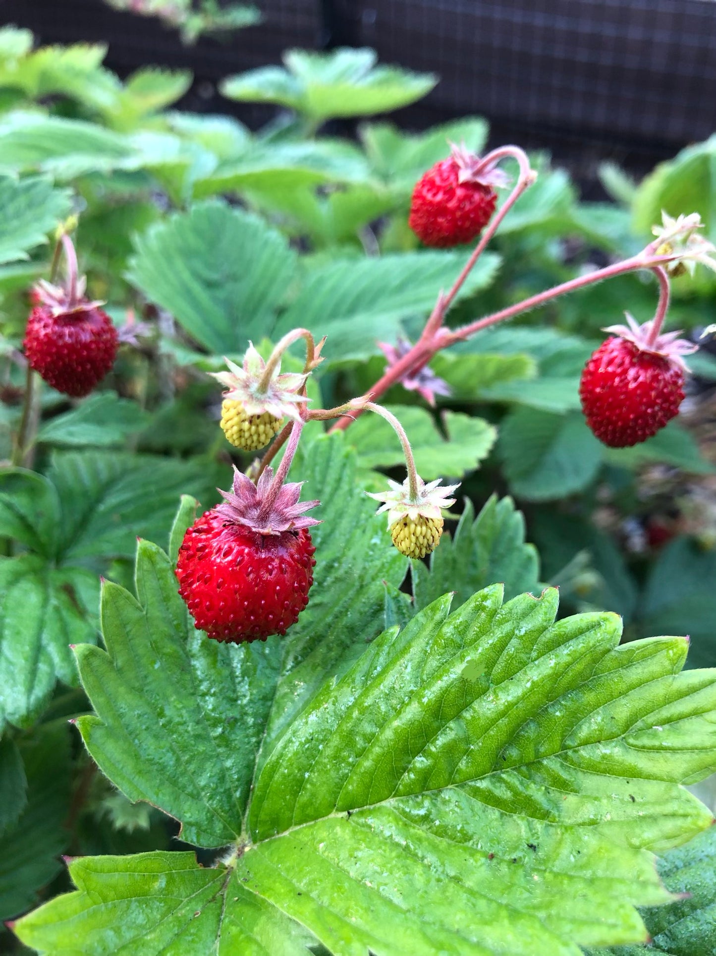 Wild Alpine Strawberry Plants