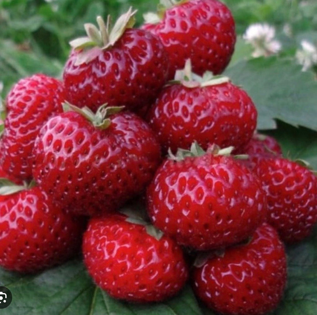 'Framberry' June-bearing Strawberry