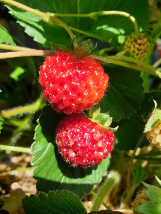 'Framberry' June-bearing Strawberry