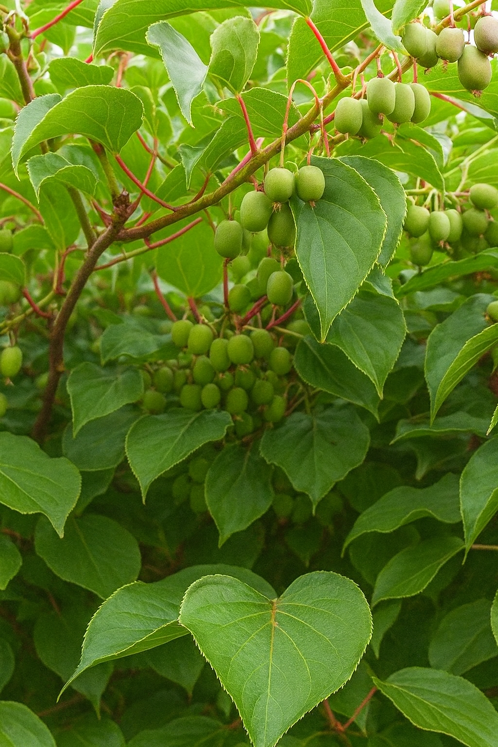 'Issai' Hardy Kiwi
