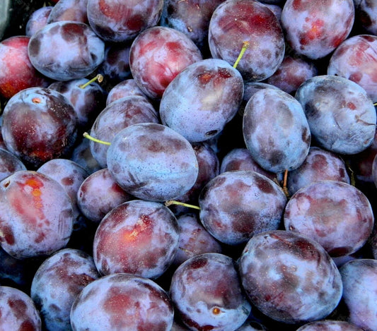 'Early Italian' European Prune Plum