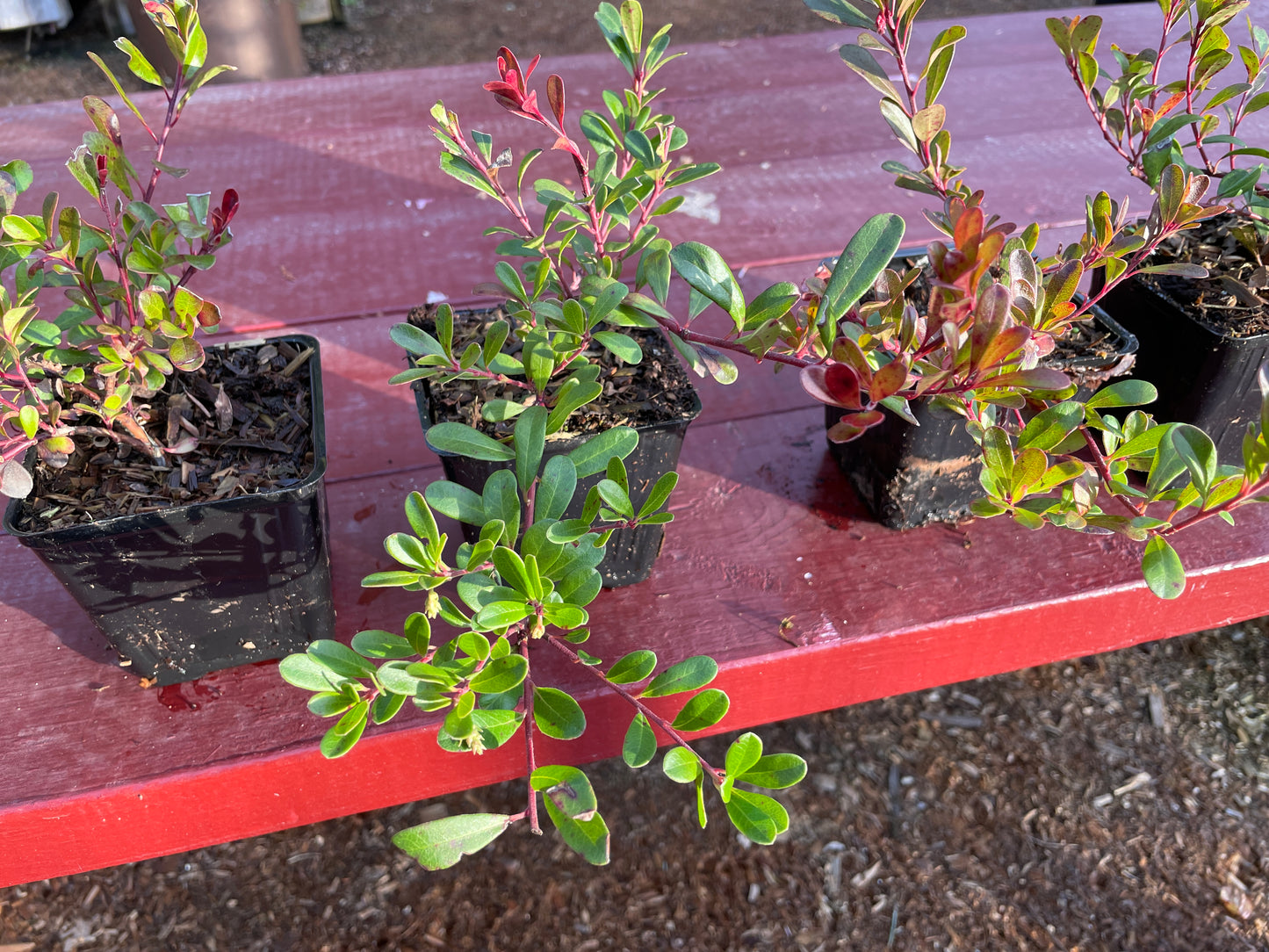 Kinnikinnick (Bearberry) Plants