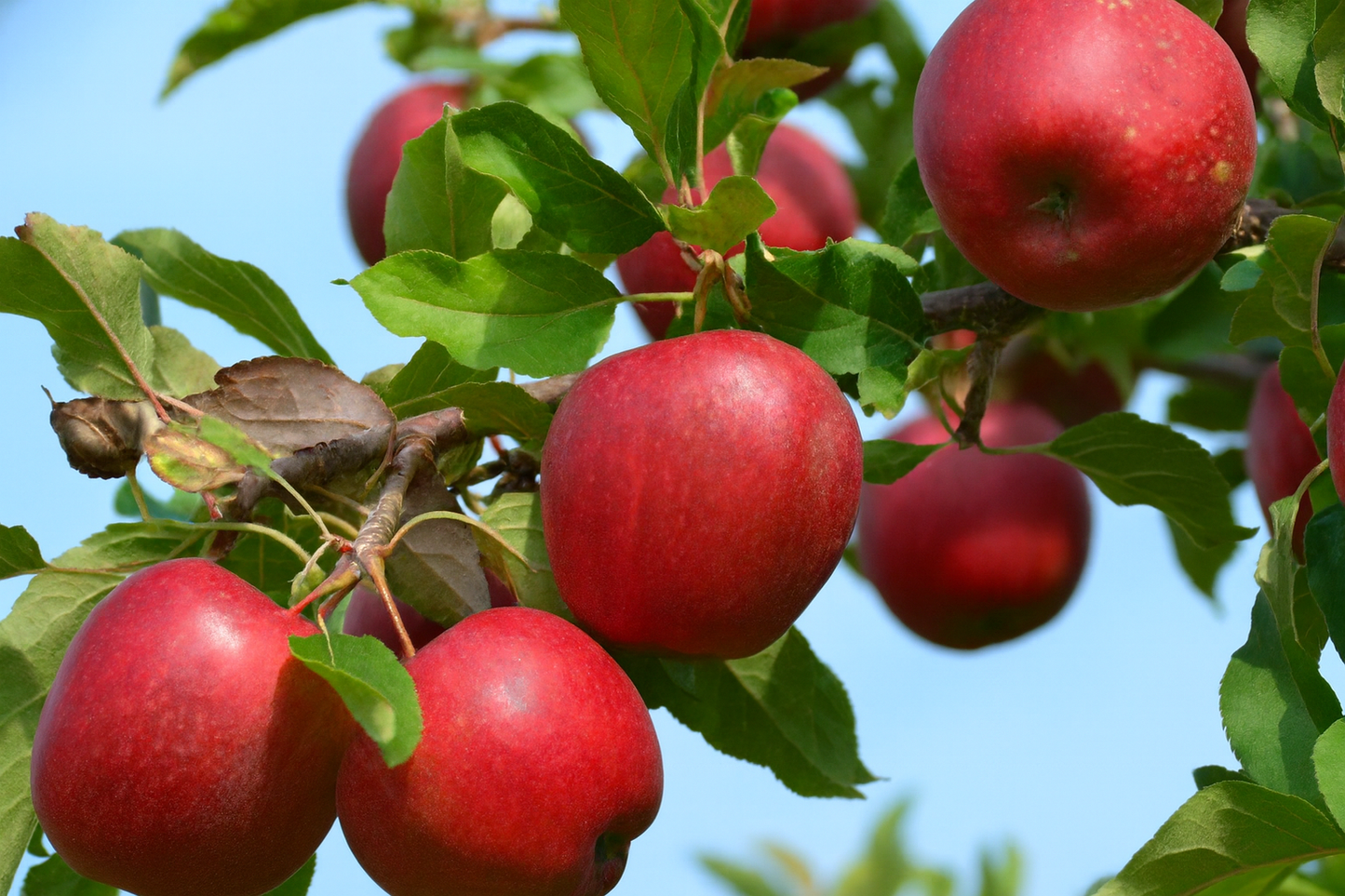 'Liberty' Mini-Dwarf Apple