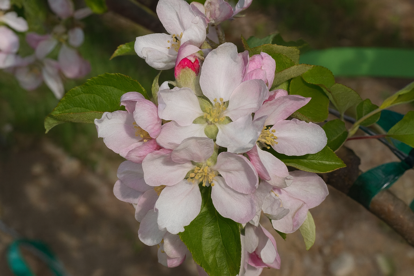 'Liberty' Mini-Dwarf Apple