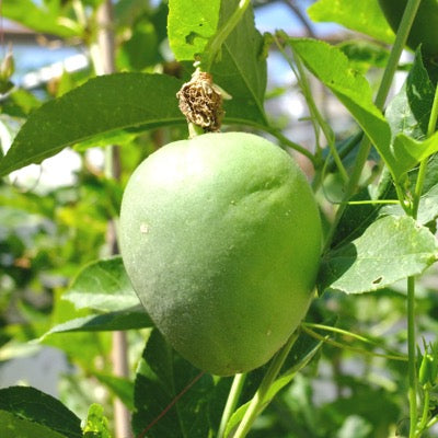 Cold-Hardy Passionfruit (Maypop)