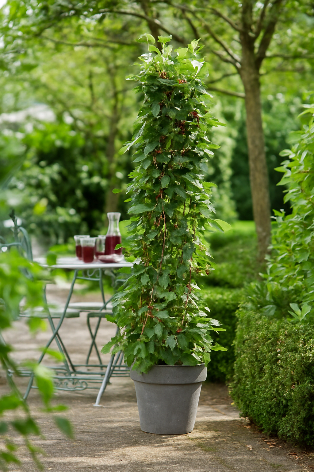 'Mojo Berry' Dwarf Mulberry
