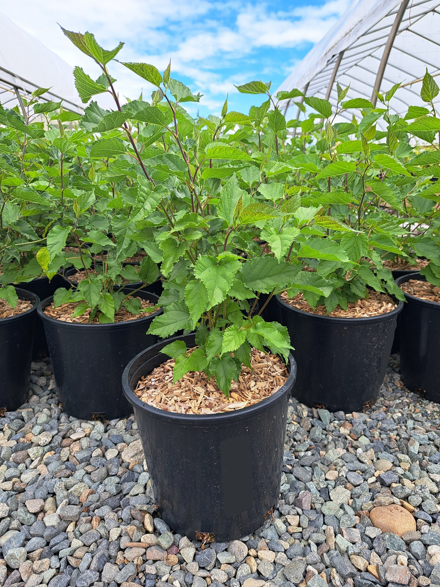 'Mojo Berry' Dwarf Mulberry