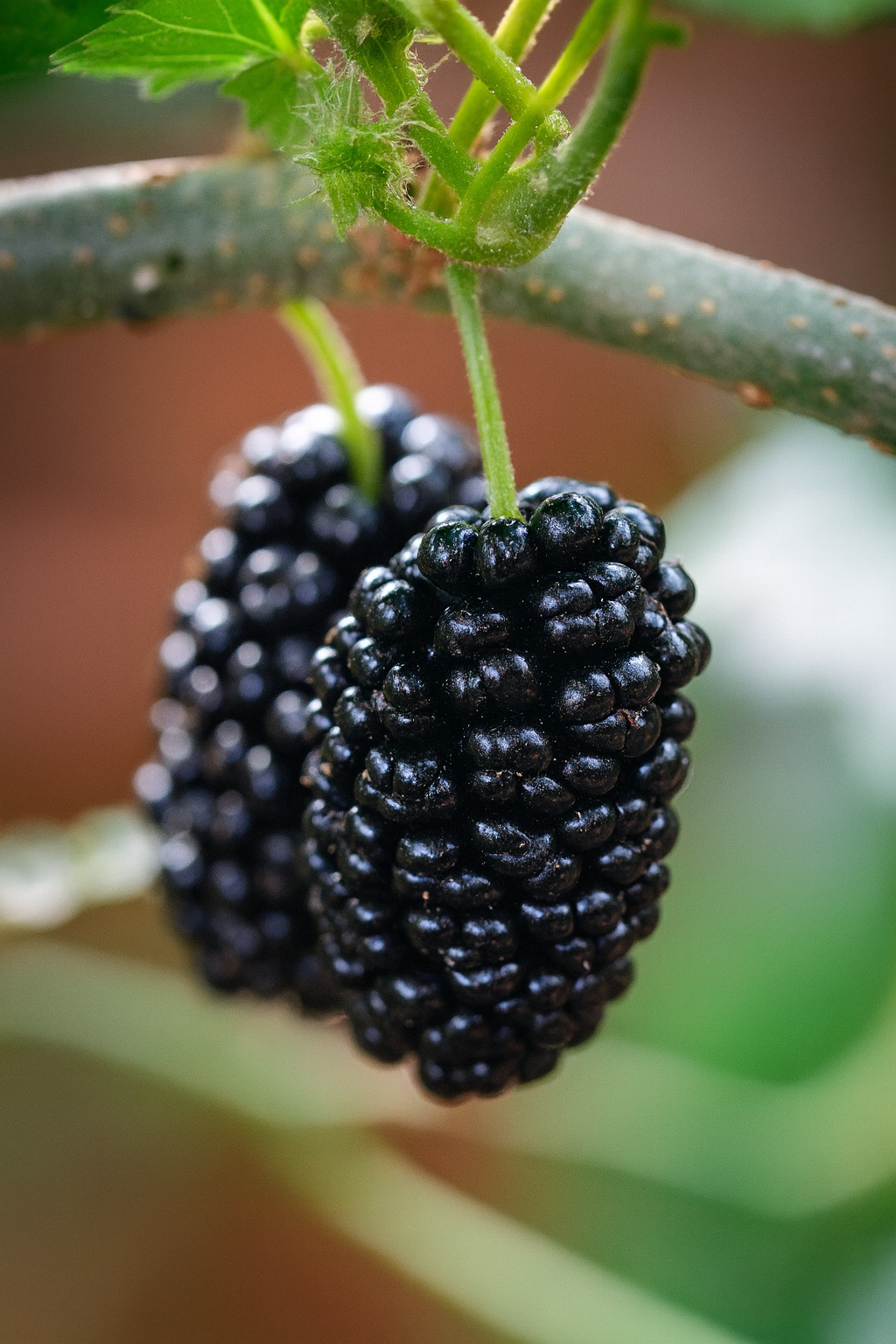 'Mojo Berry' Dwarf Mulberry