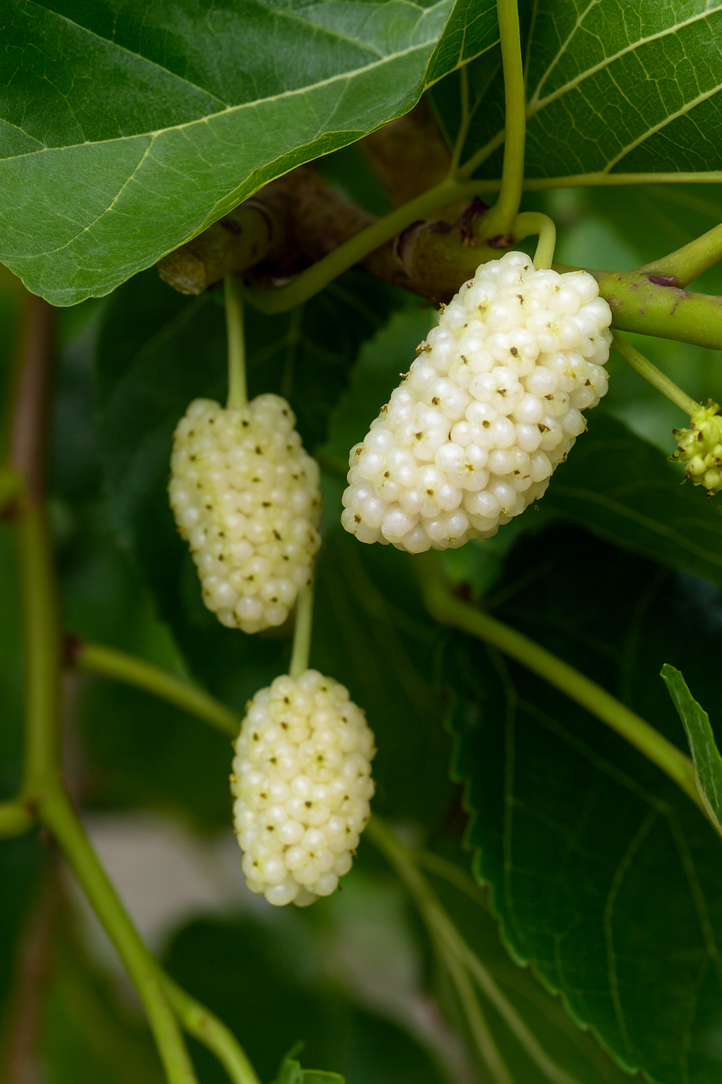 'Nikita White' Mulberry