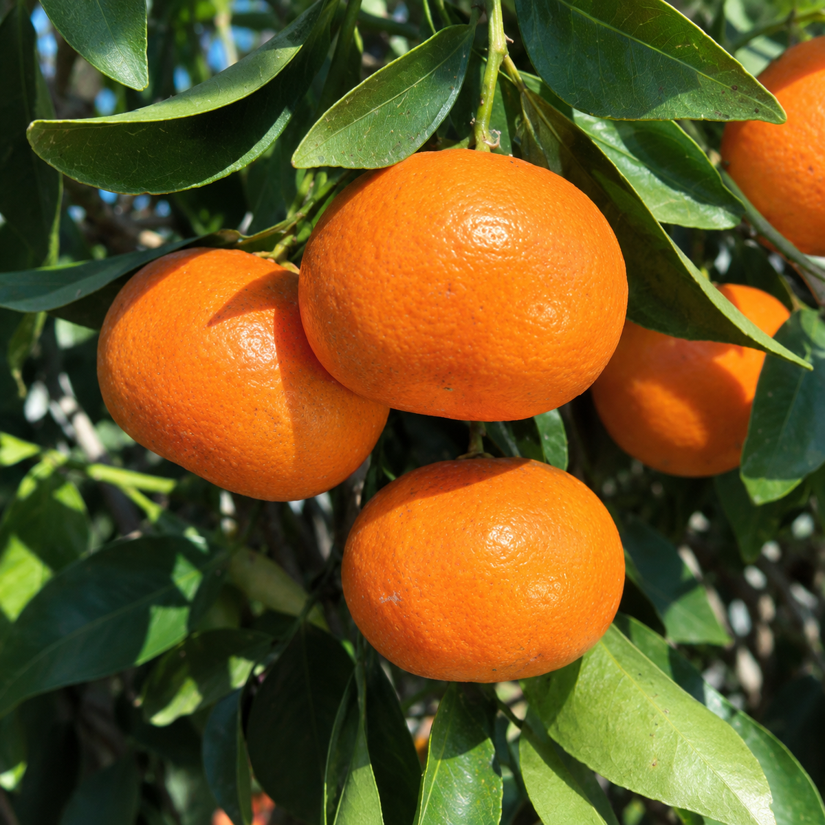 'Owari' Satsuma Mandarin