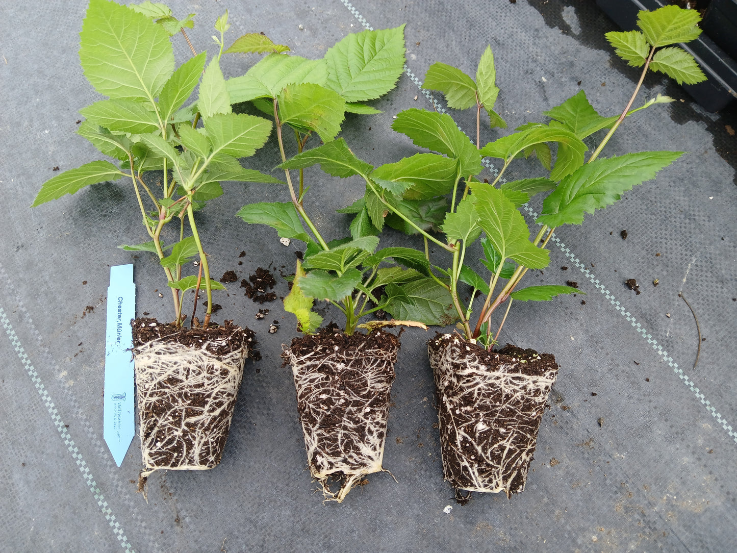 160 'Chester' Blackberry Plants - 2.5" pots (less 30% deposit)