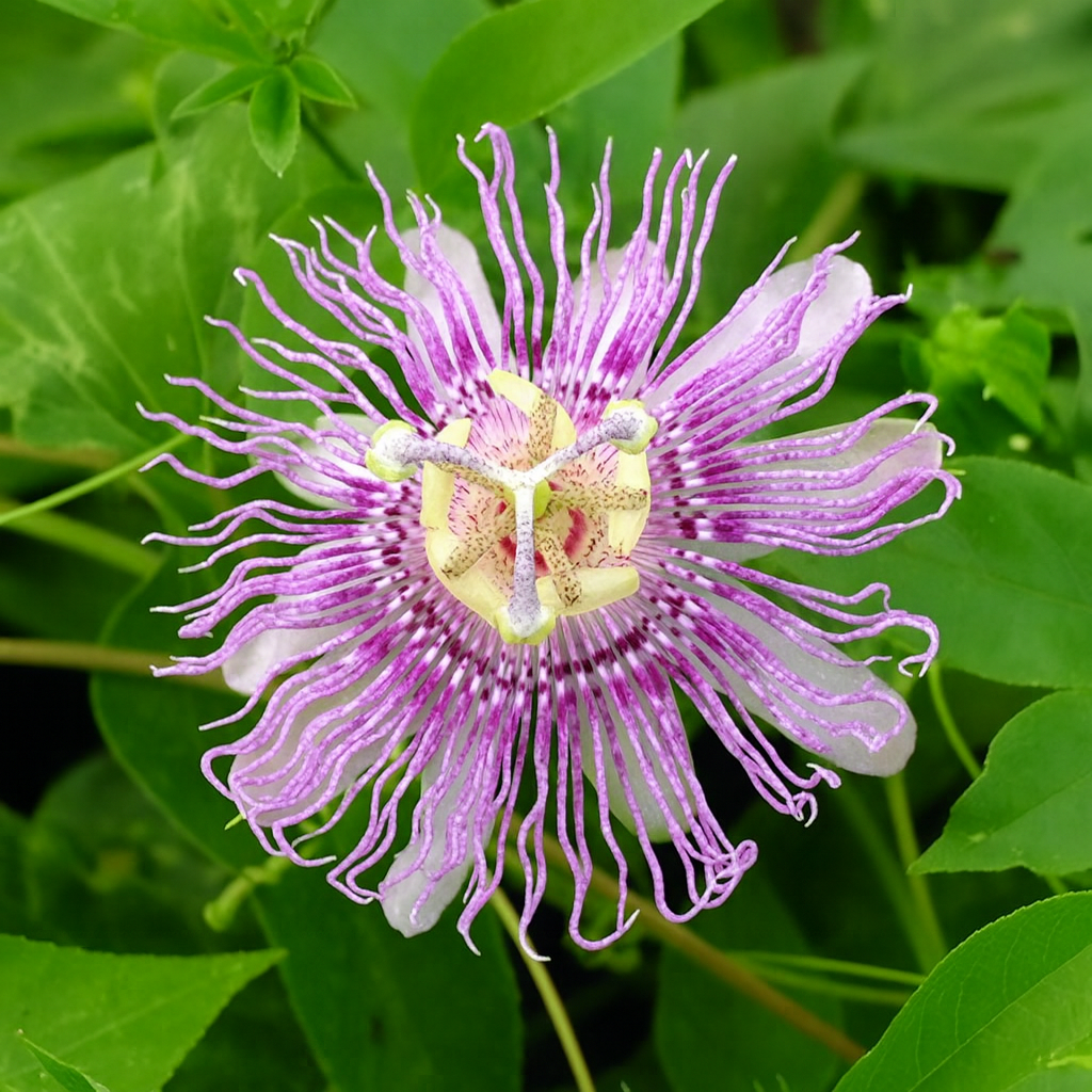 'PinkPop' Cold-Hardy Passionfruit (Maypop)