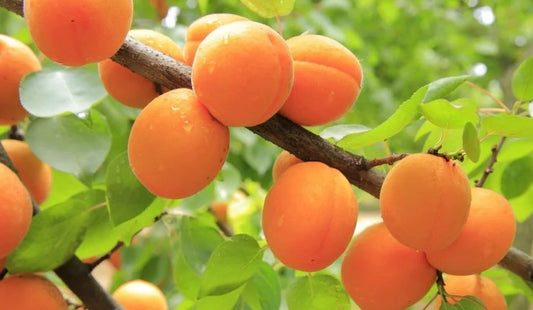 'Puget Gold' Apricot