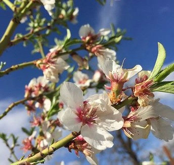 'Puget Gold' Apricot