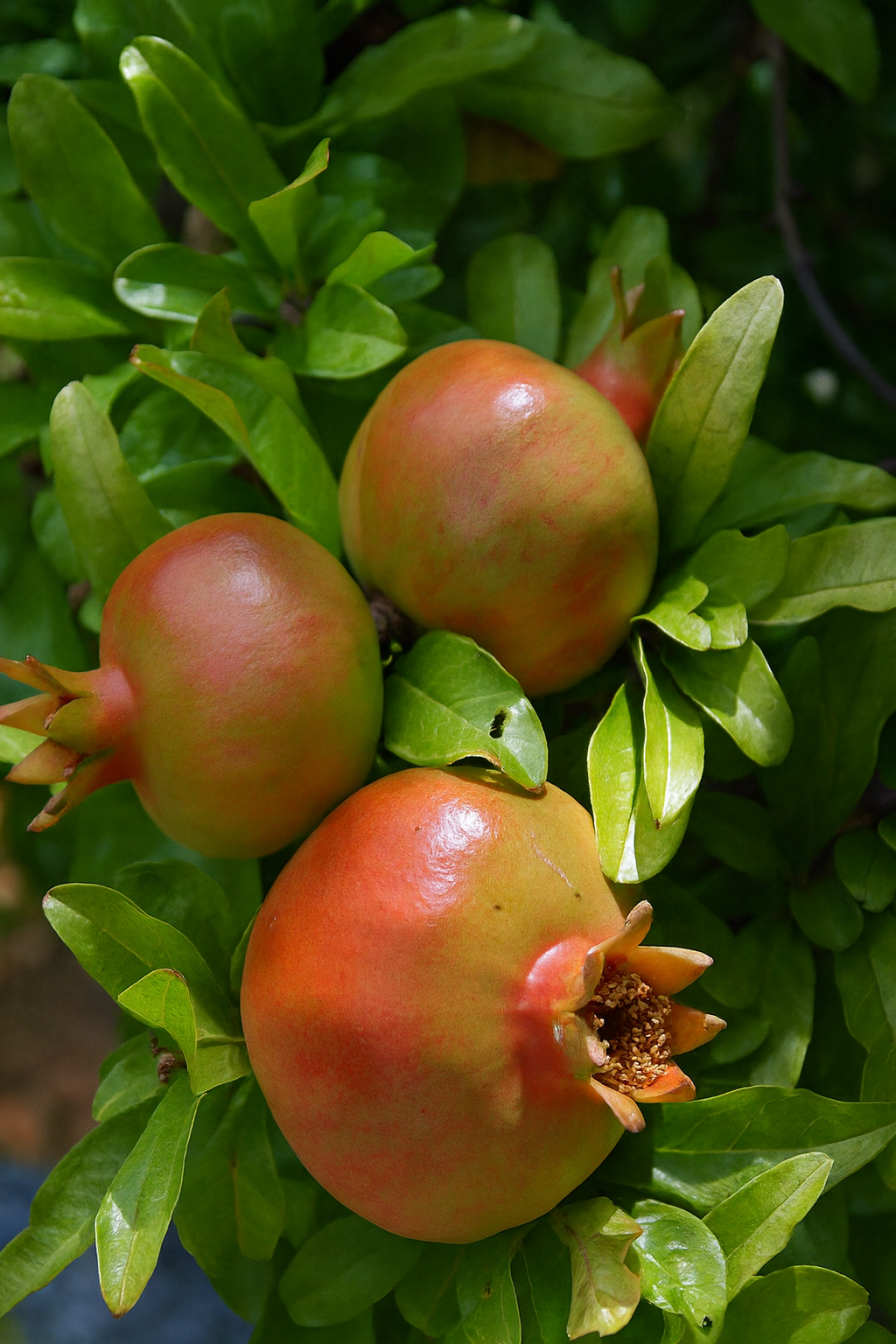 'Salavatski' Pomegranate