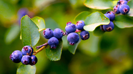 Saskatoon Serviceberry
