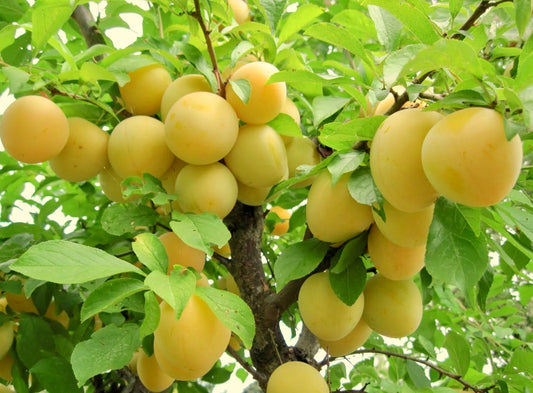 'Shiro' Japanese Plum