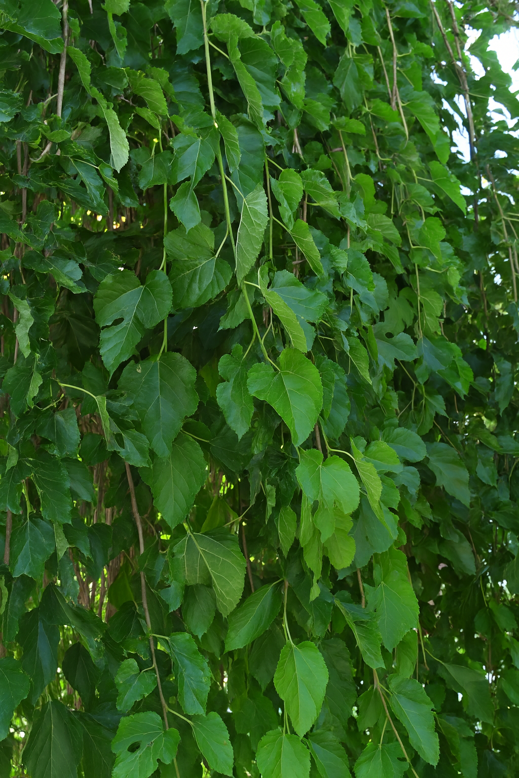'Pendula' Weeping Mulberry
