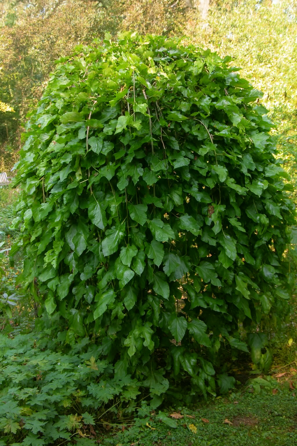 'Pendula' Weeping Mulberry