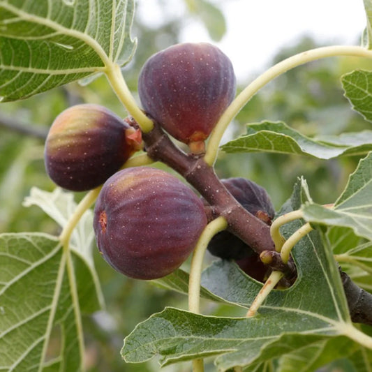 'Little Miss Figgy' Dwarf Fig