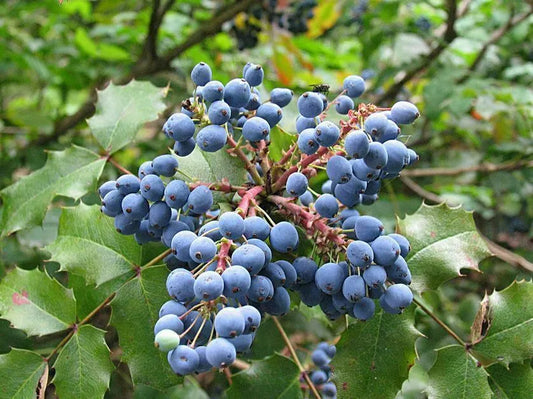 Tall Oregon Grape