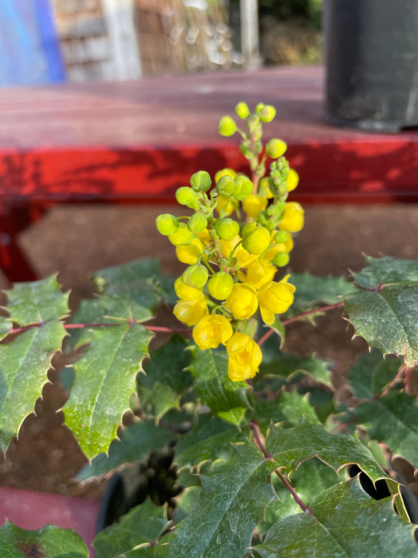 Tall Oregon Grape