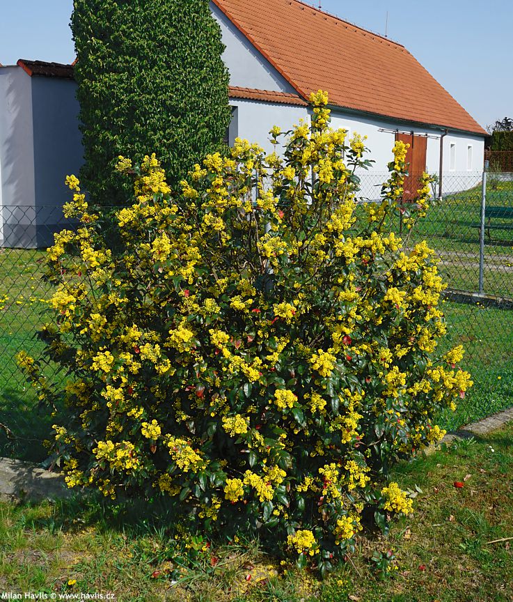 Tall Oregon Grape