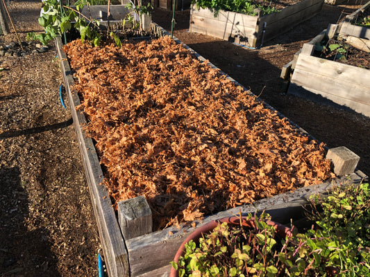 No Mulch vs. Mulch in the Winter Garden