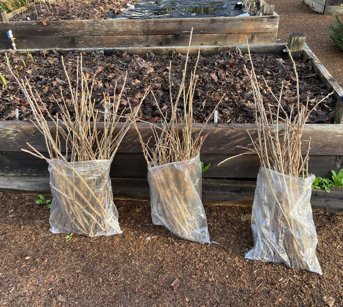 How to Root Fig and Blackcurrant Cuttings