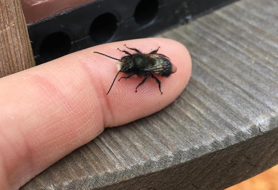 Raising Blue Orchard Mason Bees