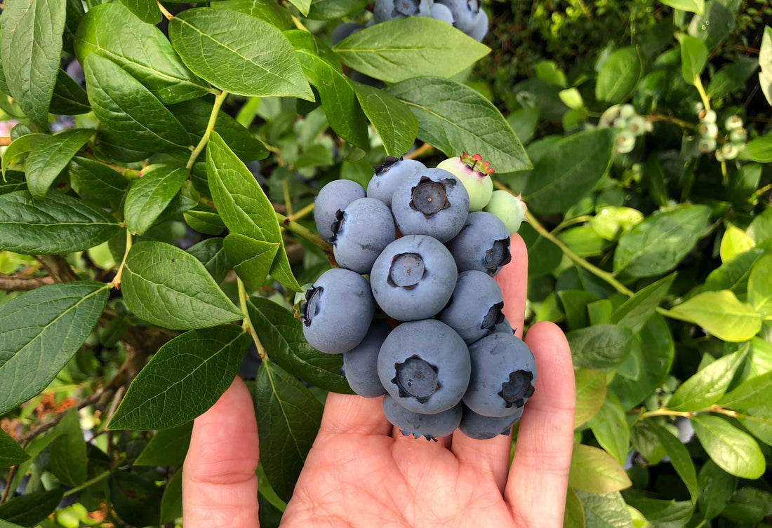 Why Blueberries Need Acidic Soil to Thrive