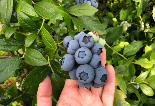 Why Blueberries Need Acidic Soil to Thrive