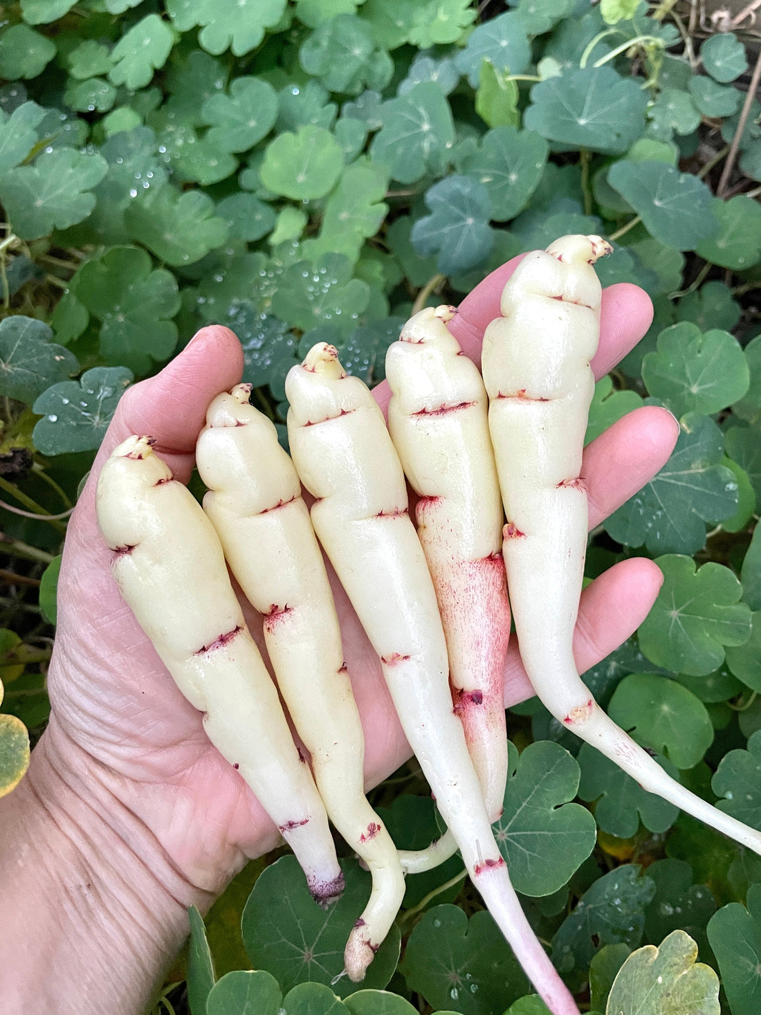 Growing Mashua: Planting, Harvesting, and Storage