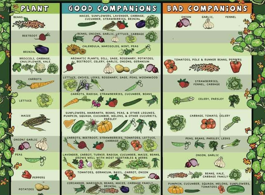 Companion Planting Chart