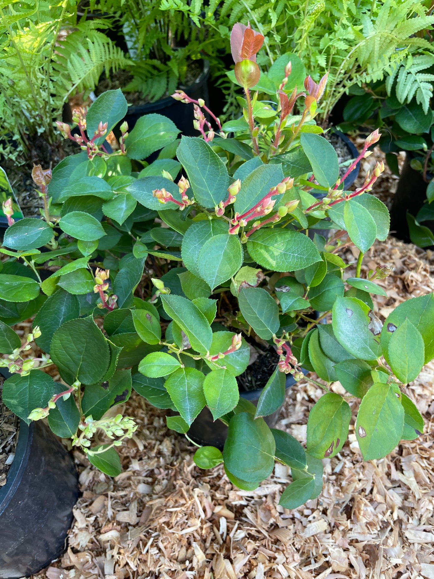 Salal Plants