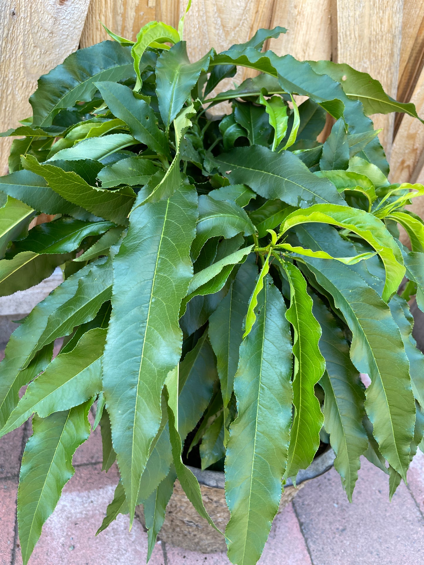 'Golden Prolific' Mini-Dwarf Nectarine