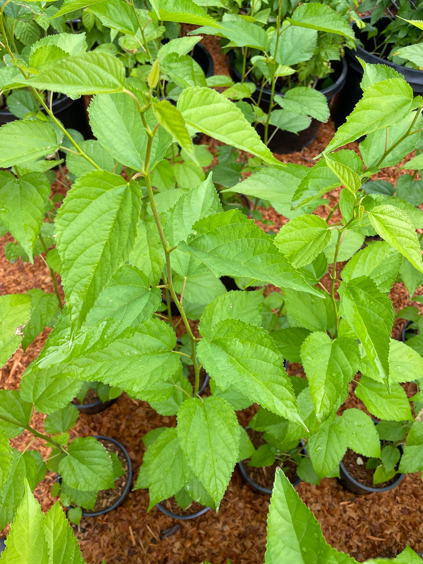 'Dwarf Everbearing' Mulberry Trees