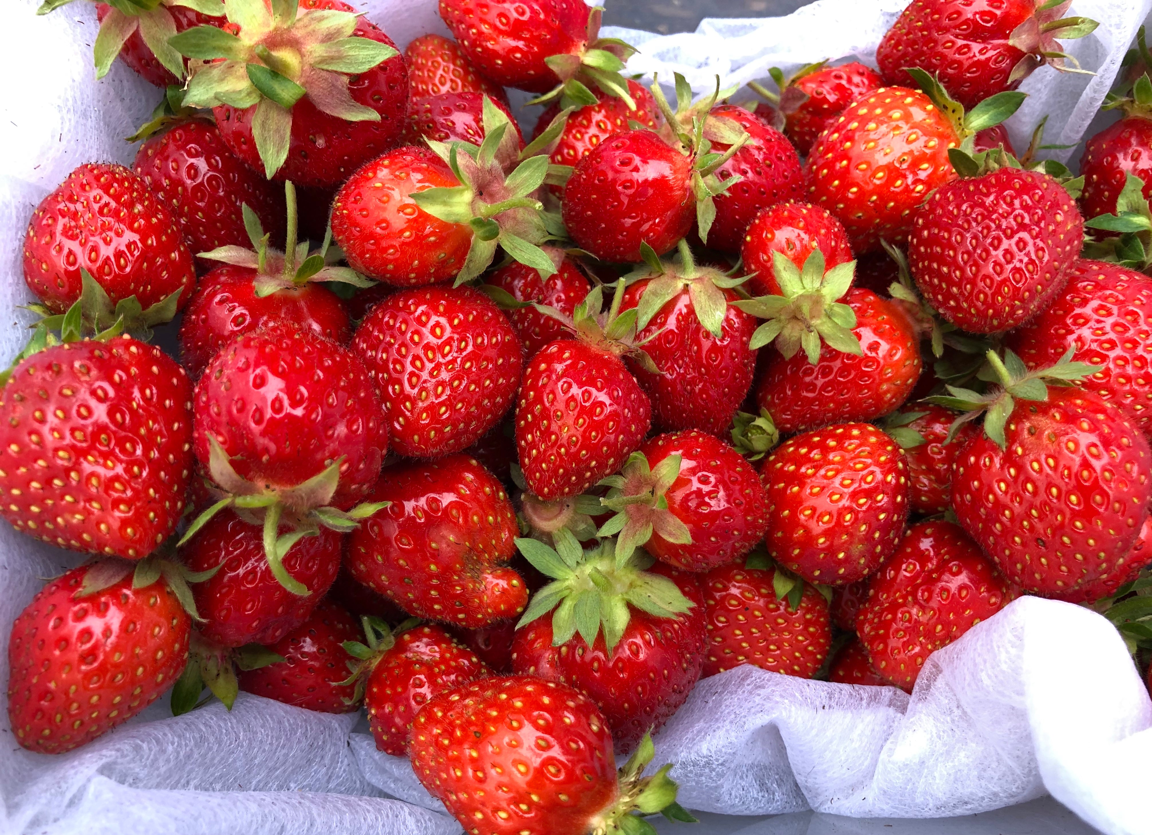 Live 'Allstar' June-bearing Strawberry Plants for Sale – West 