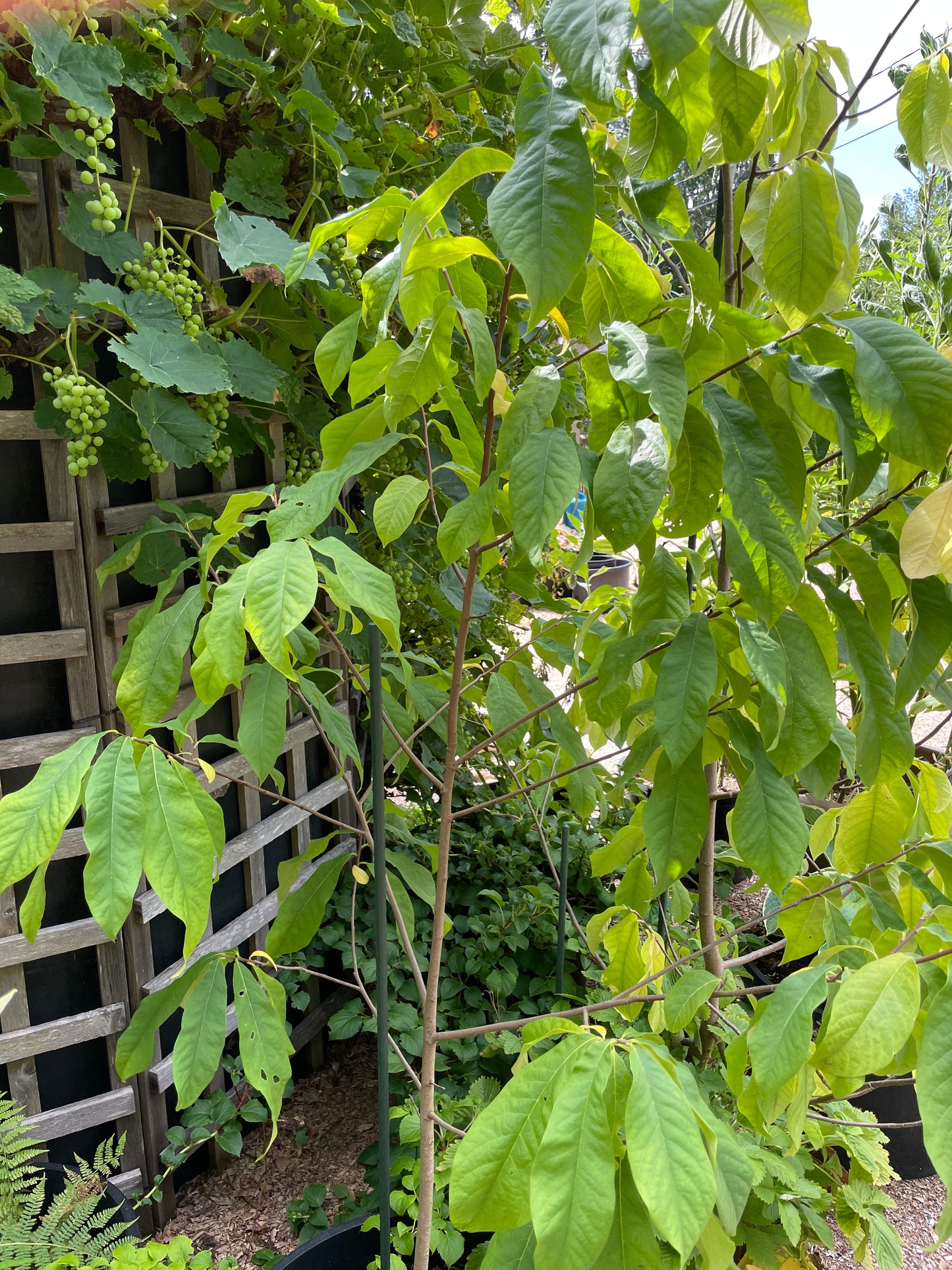 Pawpaw Trees