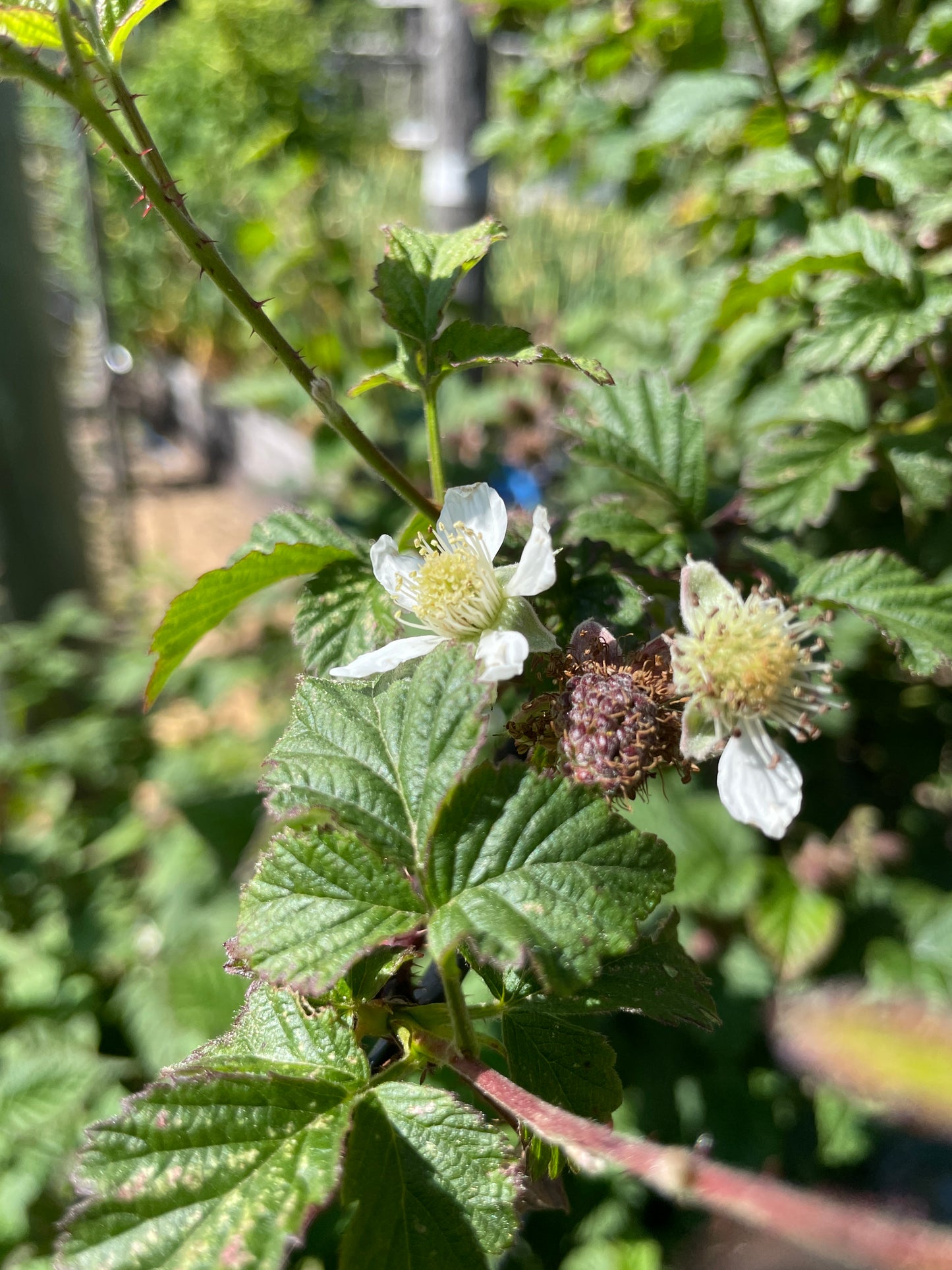 Tayberry Plants