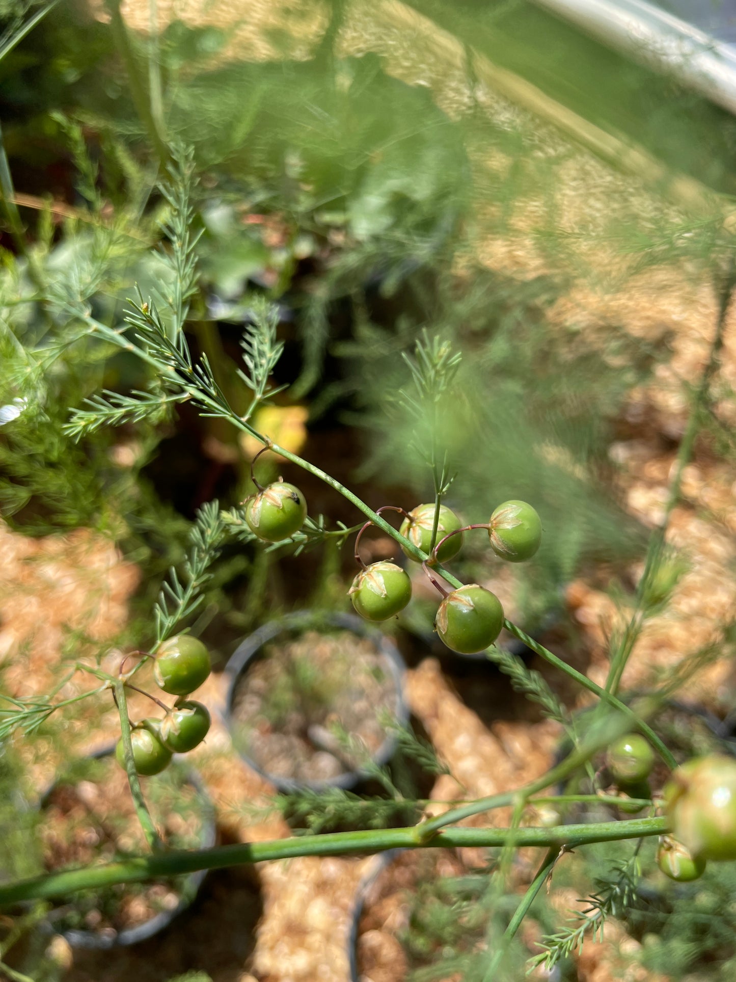 'Sweet Purple' Asparagus Plants