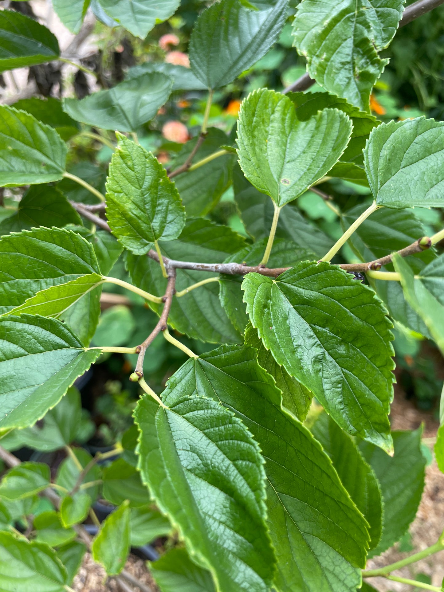 'Illinois Everbearing' Mulberry Trees